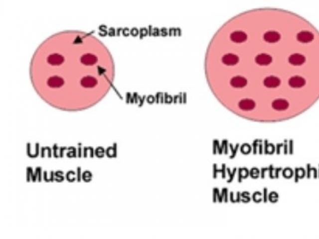 Мышечная масса и сила мышц в различные возрастные периоды